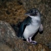 Tucnak nejmensi - Eudyptula minor - Little Penguin o9318